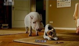 宠物寄语在线观看,温馨瞬间，情感共鸣的治愈之旅